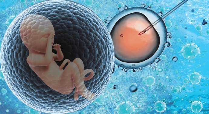 试管受孕移植助孕周期详细流程